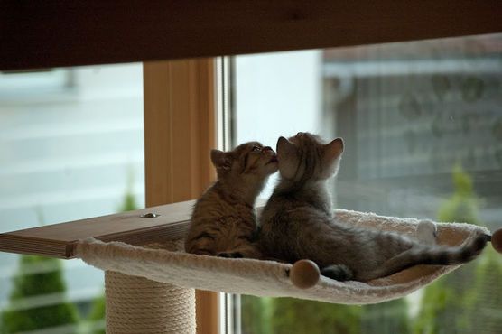 Katzenliebe Katzenliebe