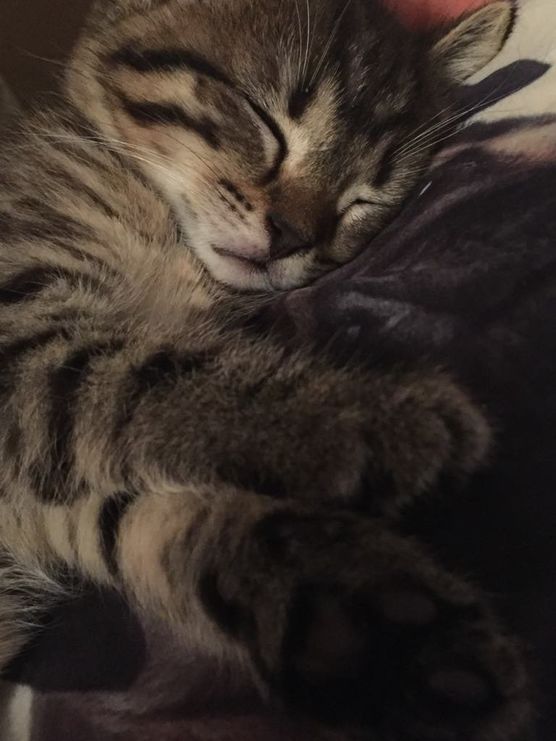 Molly genießt das Wochenende Molly genießt das Wochenende