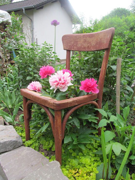 Pfingsrosen 2016 Pfingsrosen 2016