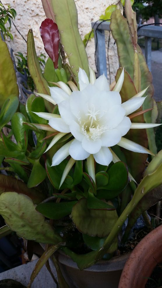 Unsere erste Königin der Unsere erste Königin der