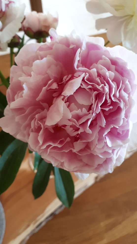 Frohe Pfingsten... 😊 Frohe Pfingsten... 😊