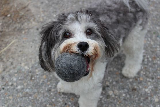 Schau mal was für Schau mal was für
