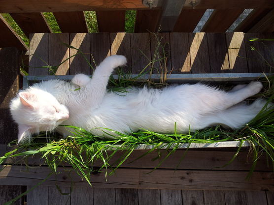 Blumendeko war gestern! Ein Blumendeko war gestern! Ein