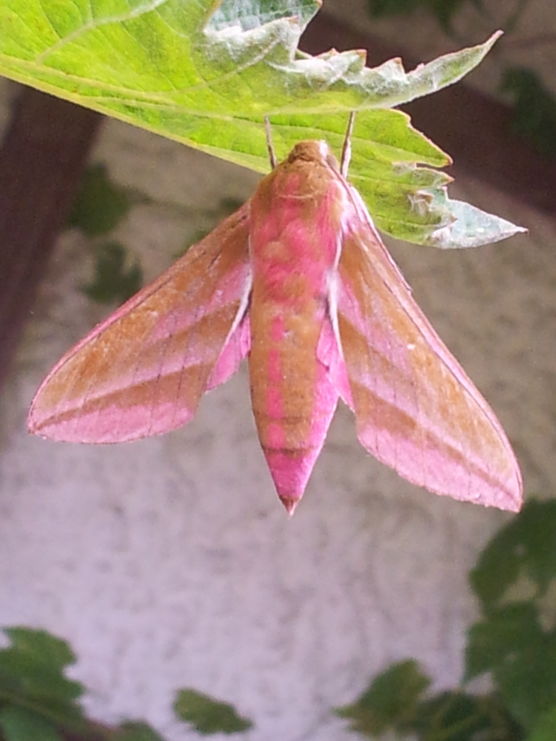 PINK BEAUTY
Diese Schönheit habe PINK BEAUTY
Diese Schönheit habe