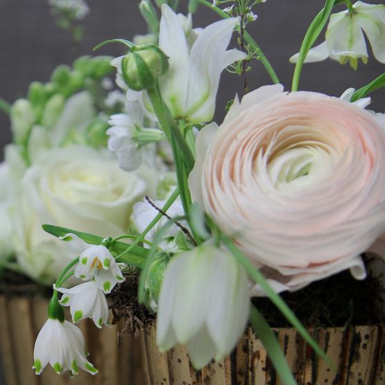 Oh du zarte Ranunkel Oh du zarte Ranunkel