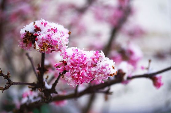 Ein Hauch Rosa Ein Hauch Rosa