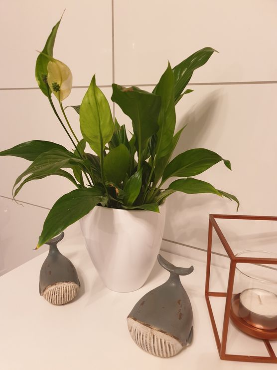 Wir haben neue Badbewohner Wir haben neue Badbewohner