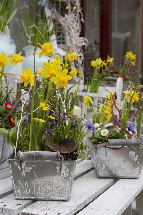 Osterblumen Osterblumen