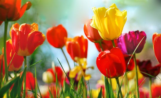 Tulpenfeld Tulpenfeld