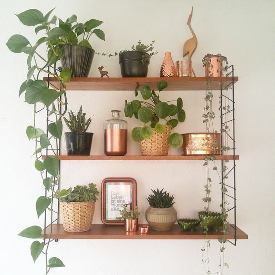 Mein Urbanjungle Mein Urbanjungle