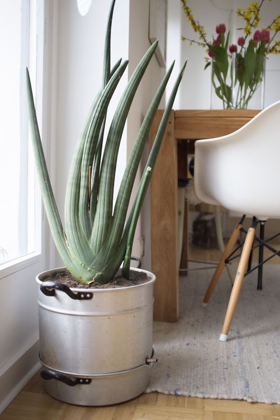 Alter Entsafter als Blumentopf Alter Entsafter als Blumentopf