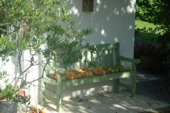 Apfelernte Apfelernte