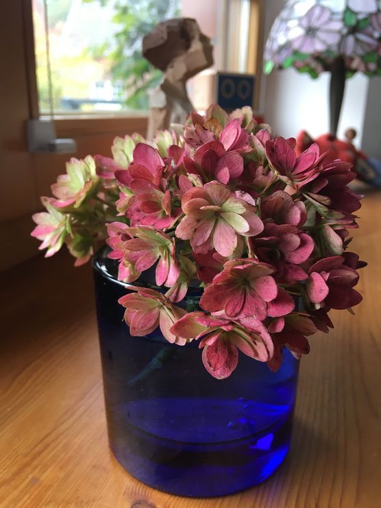 Zarte Schönheit - Hortensienliebe Zarte Schönheit - Hortensienliebe