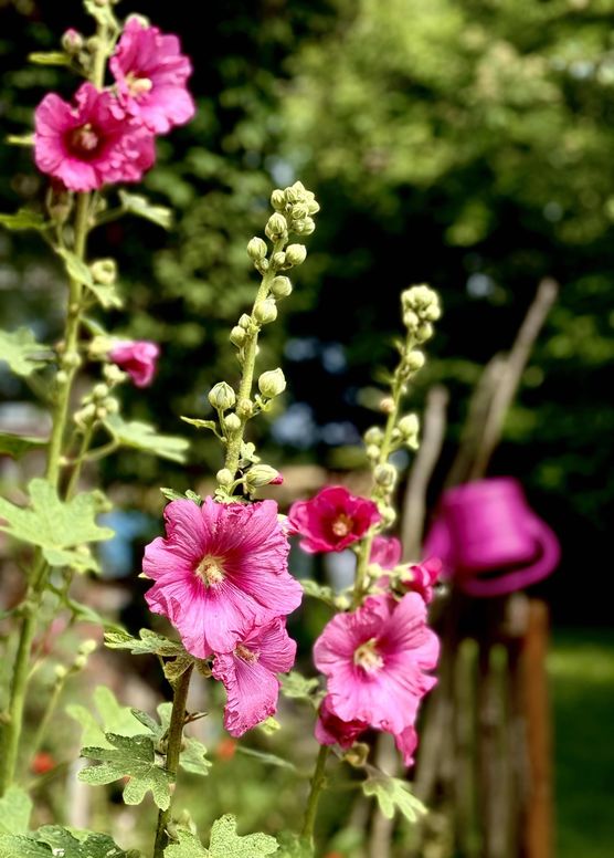 Bild von dasFrolleinNINI Bild von dasFrolleinNINI