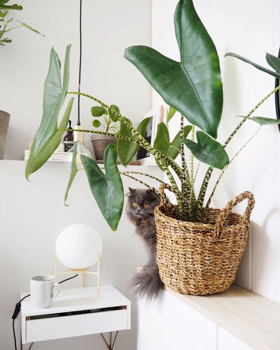 Diese kleine Maus hat Diese kleine Maus hat