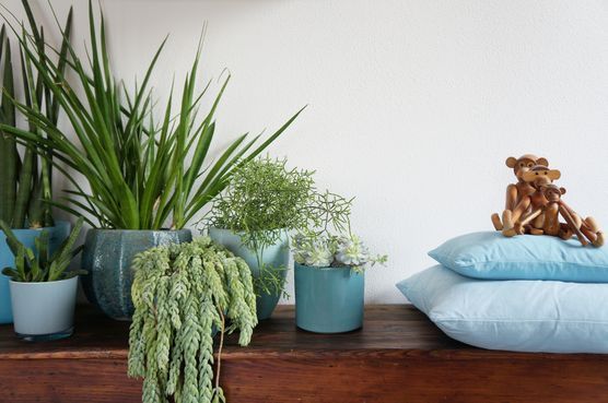 Pflanzen- und Blumendeko Pflanzen- und Blumendeko