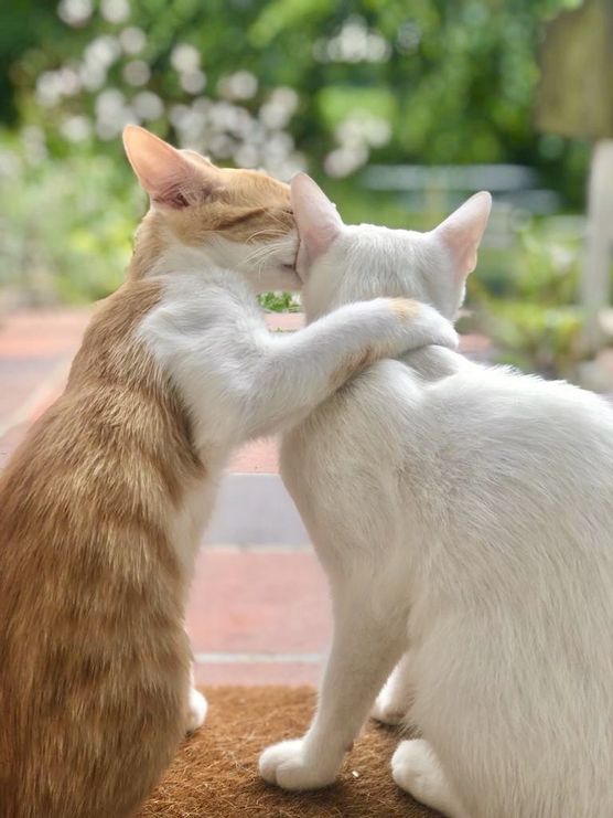 | pssst...|
Ich bin fast | pssst...|
Ich bin fast