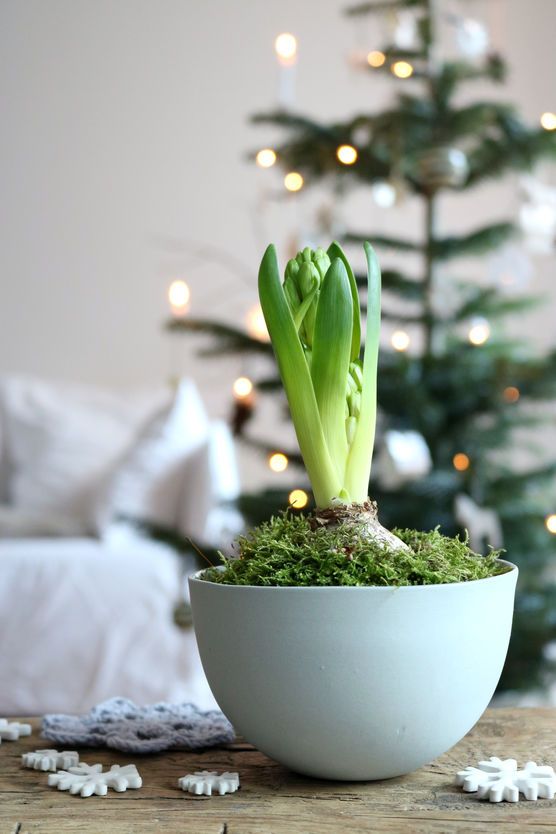 Hyazinthe und Weihnachtsbaum Hyazinthe und Weihnachtsbaum