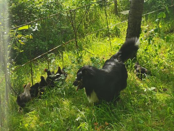 Das ist Rusty, ein Das ist Rusty, ein