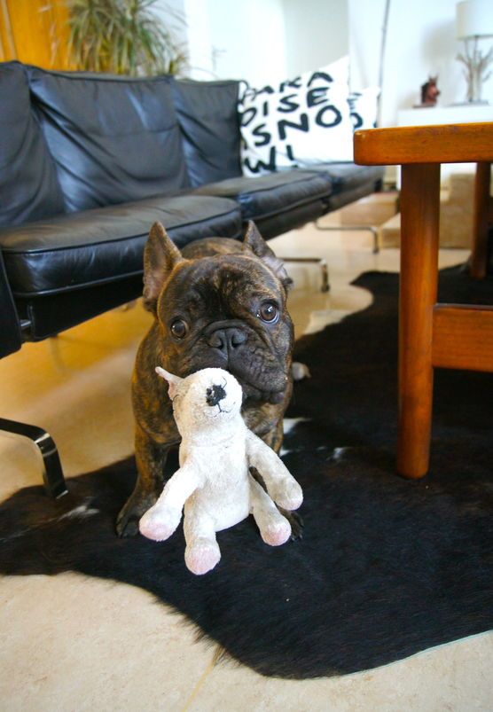 Bulldog's paradise is now! Bulldog's paradise is now!