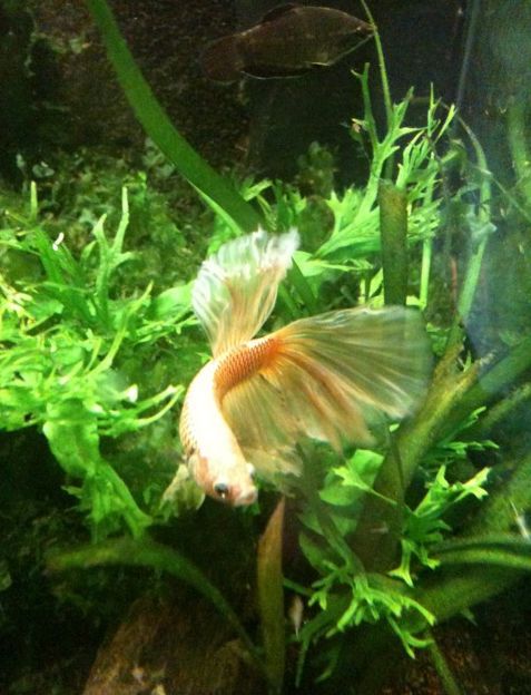 Das etwas andere Aquarium 2 Das etwas andere Aquarium 2