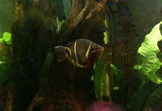 Das etwas andere Aquarium 3 Das etwas andere Aquarium 3