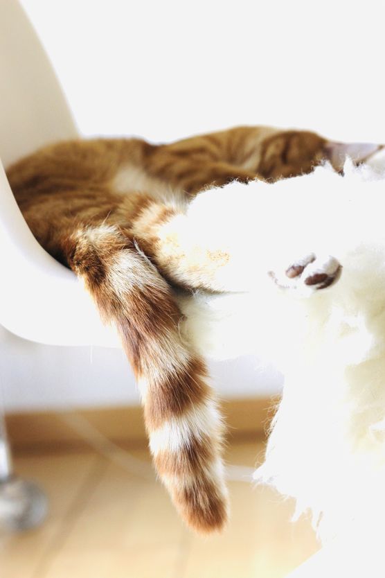 Unser Kurti entspannt sich Unser Kurti entspannt sich