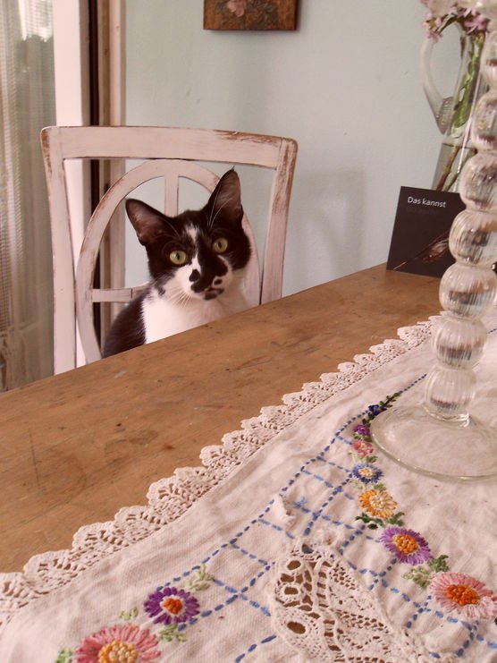 das katerchen das katerchen