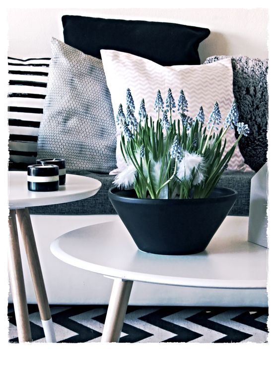 Traubenhyazinthen Traubenhyazinthen