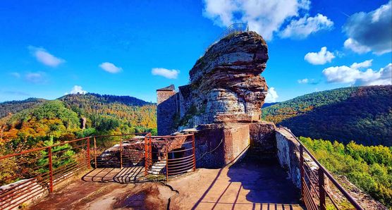 Bild von Grauerkoch Bild von Grauerkoch