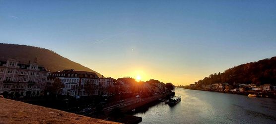 Bild von Grauerkoch Bild von Grauerkoch