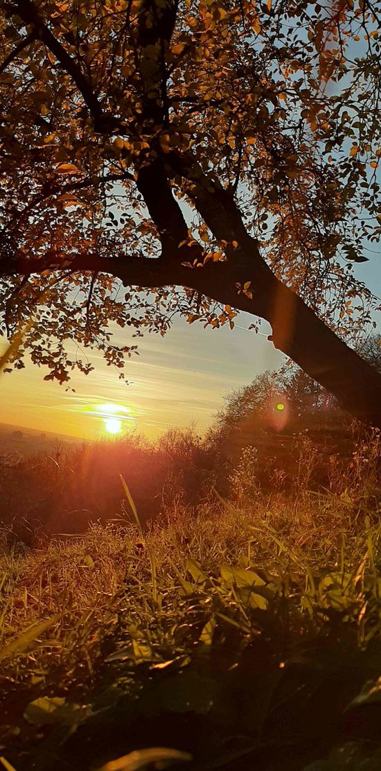 Bild von Grauerkoch Bild von Grauerkoch