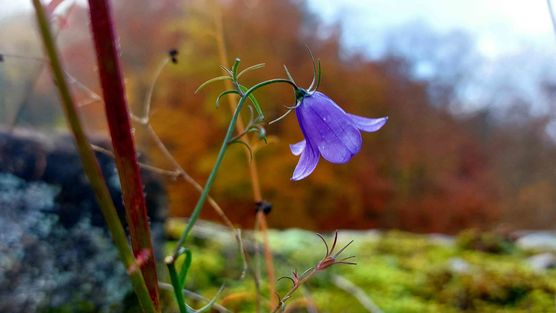 Bild von Grauerkoch Bild von Grauerkoch