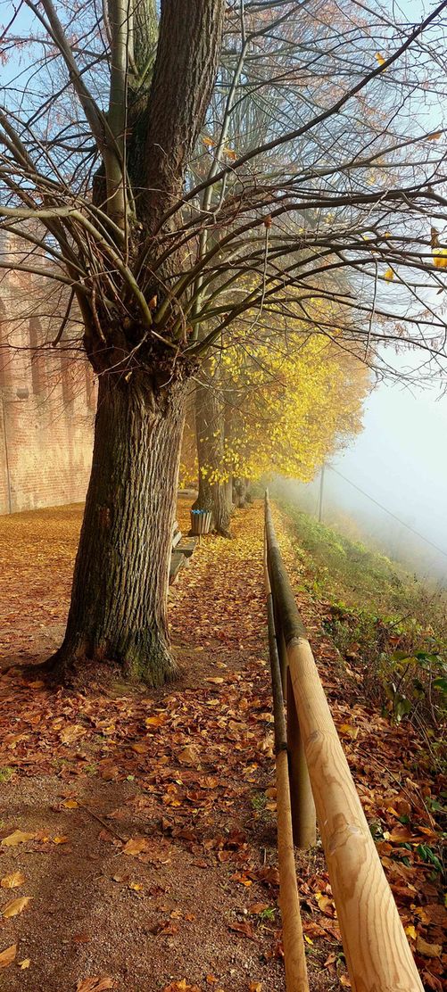 Bild von Grauerkoch Bild von Grauerkoch