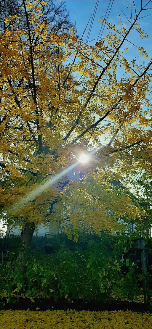 Bild von Grauerkoch Bild von Grauerkoch