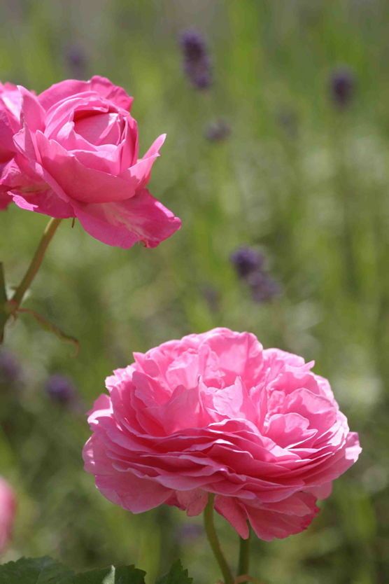 Rose Louise Odier Rose Louise Odier