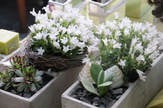 Tischdekoration mit Glockenblumen im Betongefäß Tischdekoration mit Glockenblumen im Betongefäß