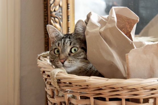 Conan, der Zerstörer. ;-) Conan, der Zerstörer. ;-)