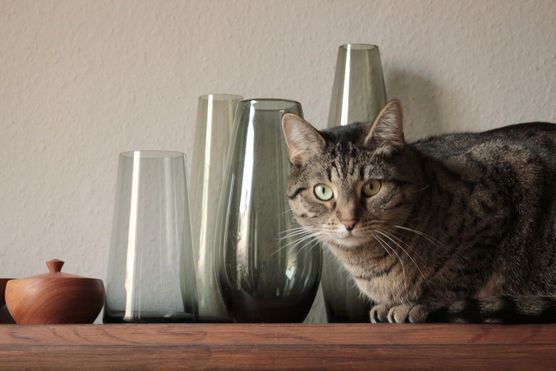 Katze an Rauchglas... Katze an Rauchglas...