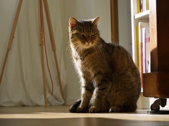 Sonnenkatze Sonnenkatze