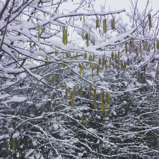 ❄️ SCHNEE ❄️ ❄️ SCHNEE ❄️