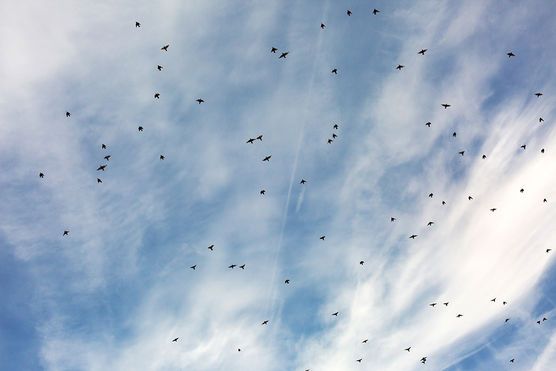 Stare über uns Stare über uns