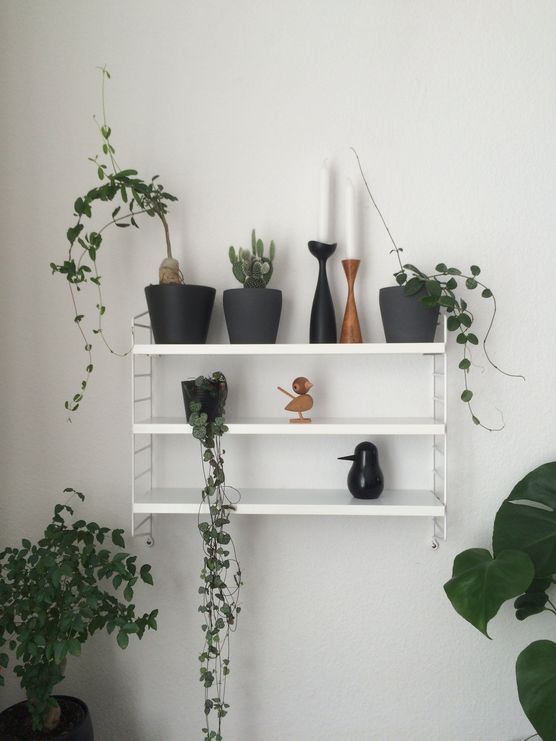 Meine Pflänzchen... Meine Pflänzchen...