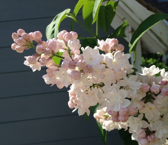 The Beauty of my Garden The Beauty of my Garden