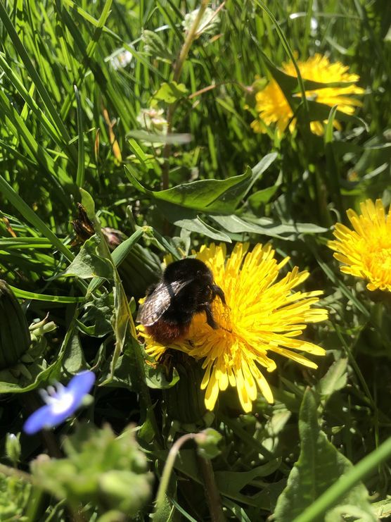 Bild von Blumenliebe Bild von Blumenliebe