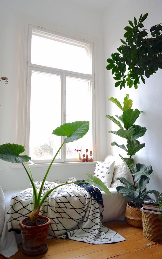 Urban Jungle ● Urban Jungle ●