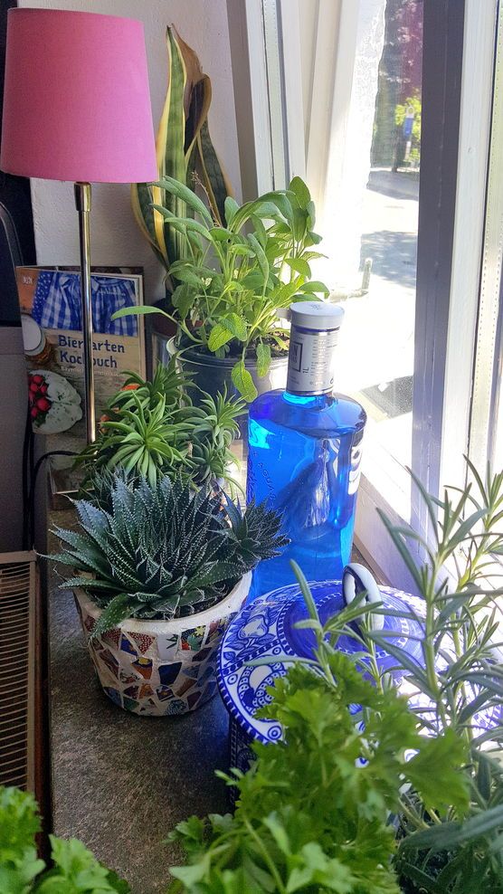 Meine Küchenkräuter auf der Fensterbank Meine Küchenkräuter auf der Fensterbank