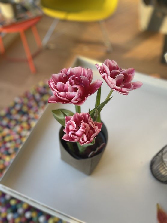 Tulipa Columbus, Geschenk meiner Tulipa Columbus, Geschenk meiner