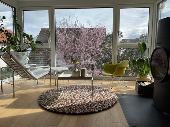 Endlich…wenn die Blutpflaume in Endlich…wenn die Blutpflaume in