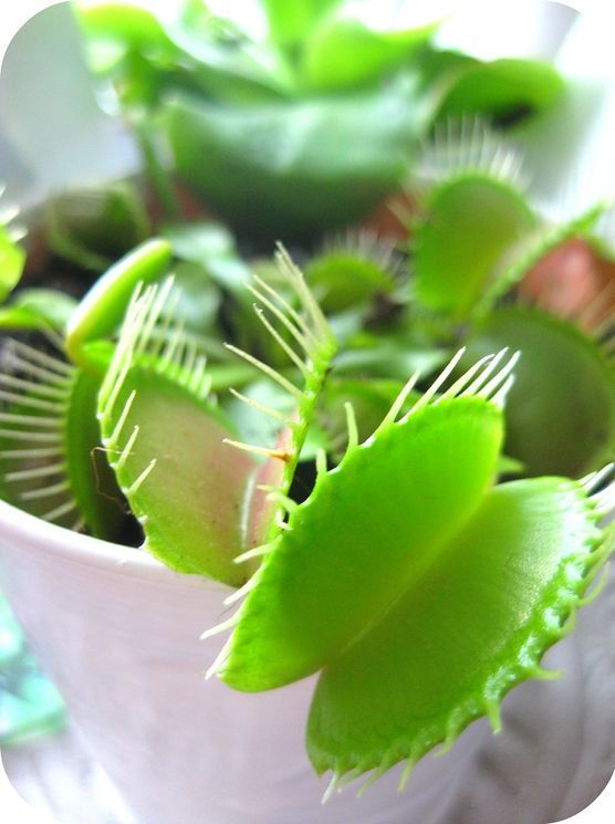 Fensterbank im wohnzimmer 3 Fensterbank im wohnzimmer 3